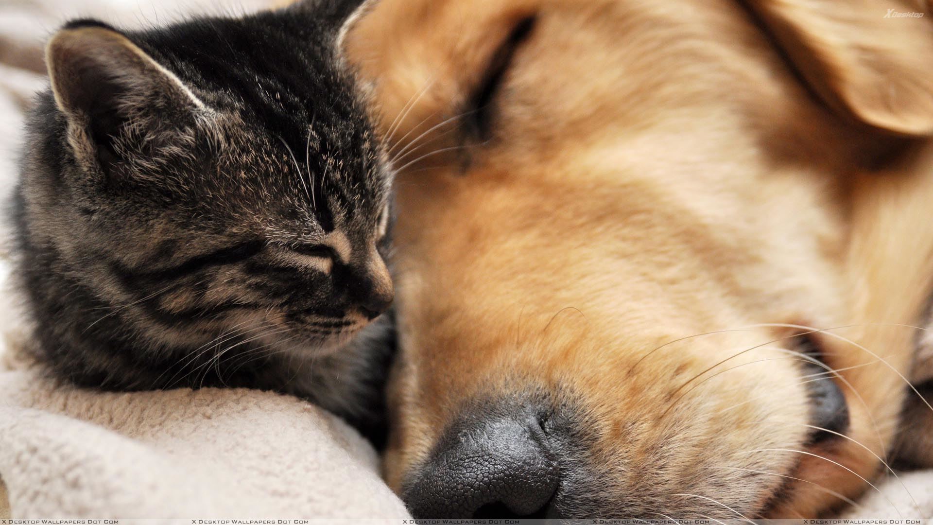 This Is Love Dog Sleeping With Cat Wallpaper