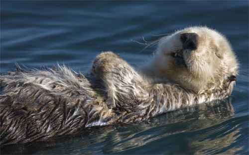 Cute Baby Otter Wallpaper Sea