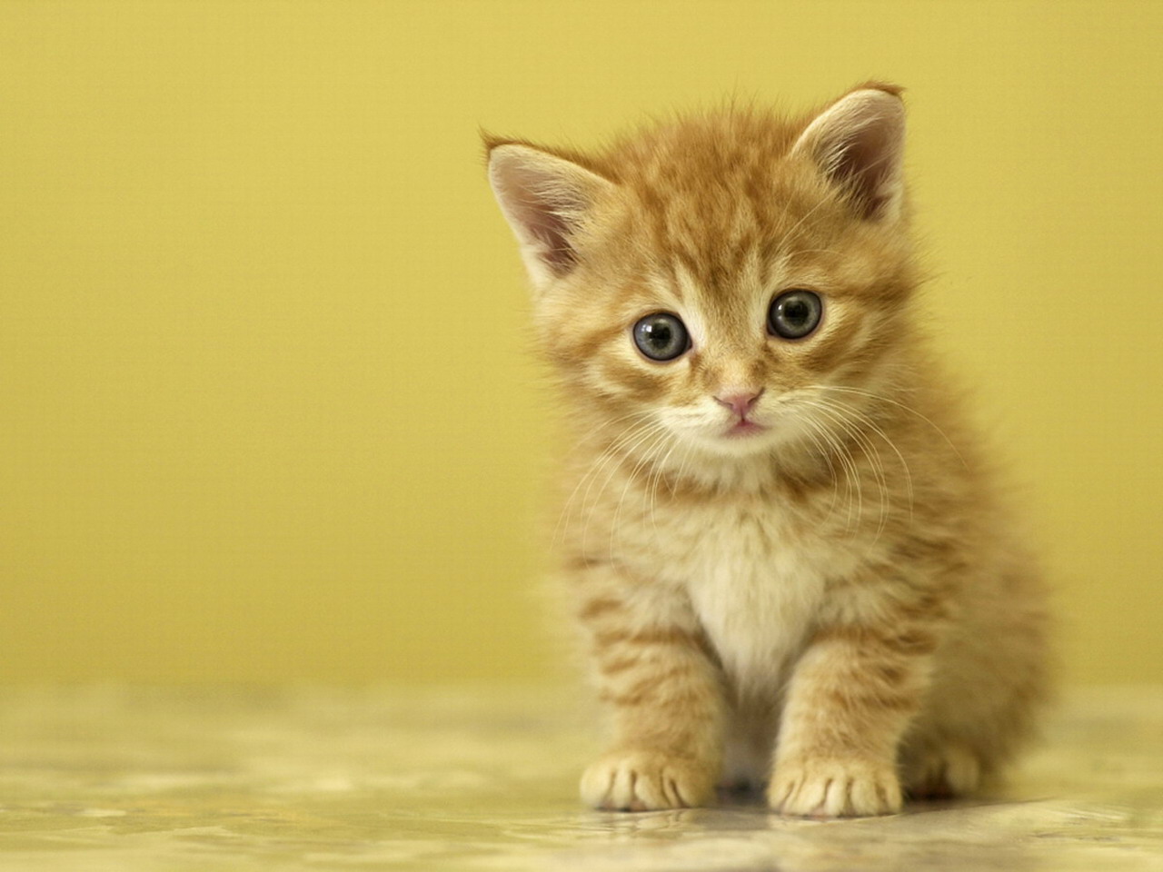 Cute Baby Kittens HD Wallpaper In Animals Imageci