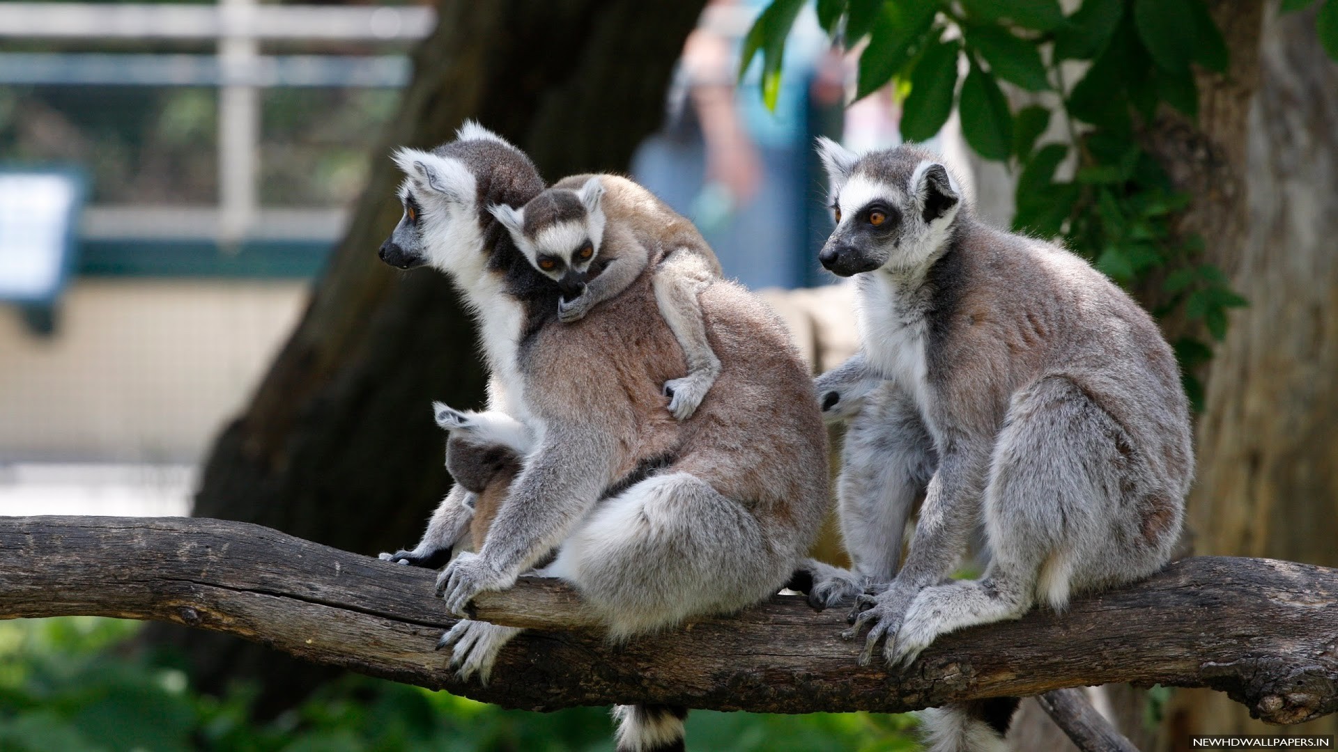 Animals Primate Lemur HD Wallpaper New