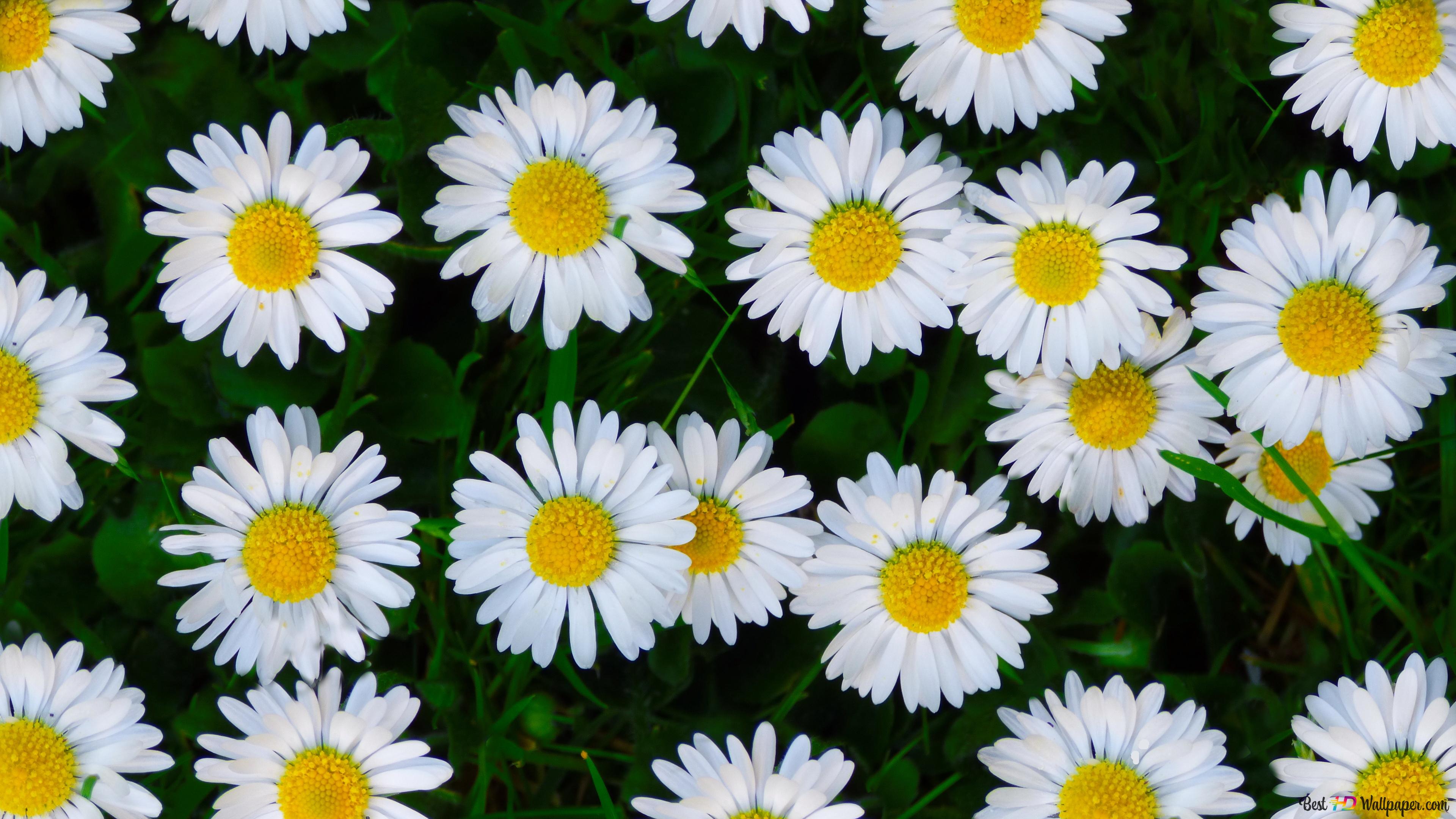 Daisy 4k Wallpaper
