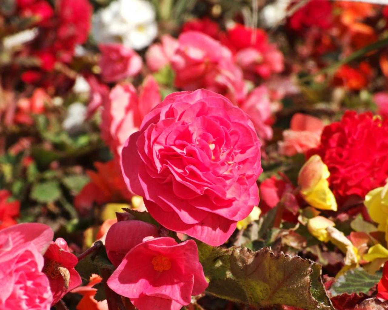 Field Of Roses Wallpaper HD Desktopinhq