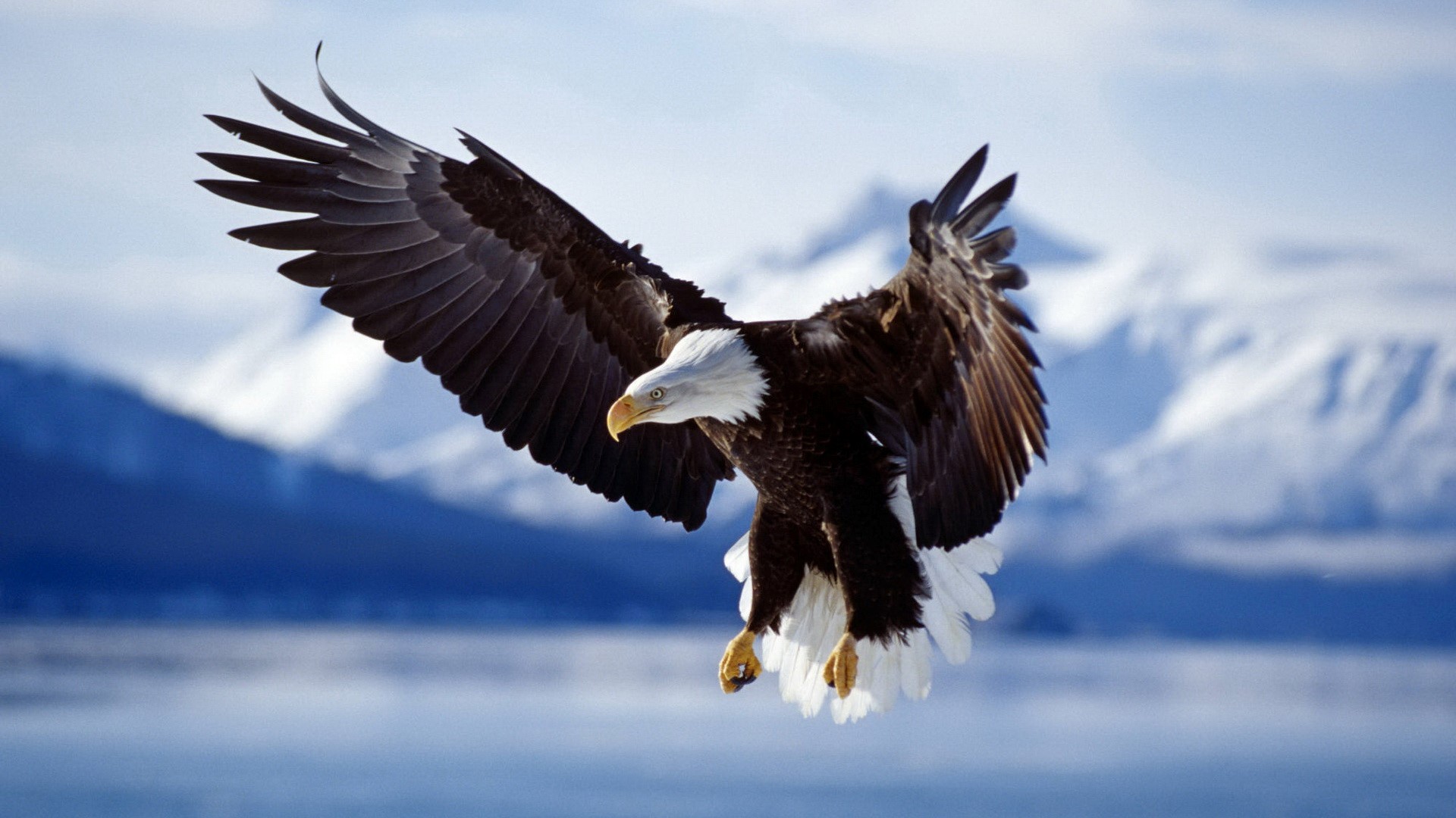 Eagle Bird Looking for Hunting Good Photo Snap HD Wallpapers