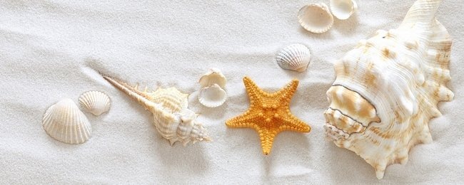 Seashells Wallpaper Collection