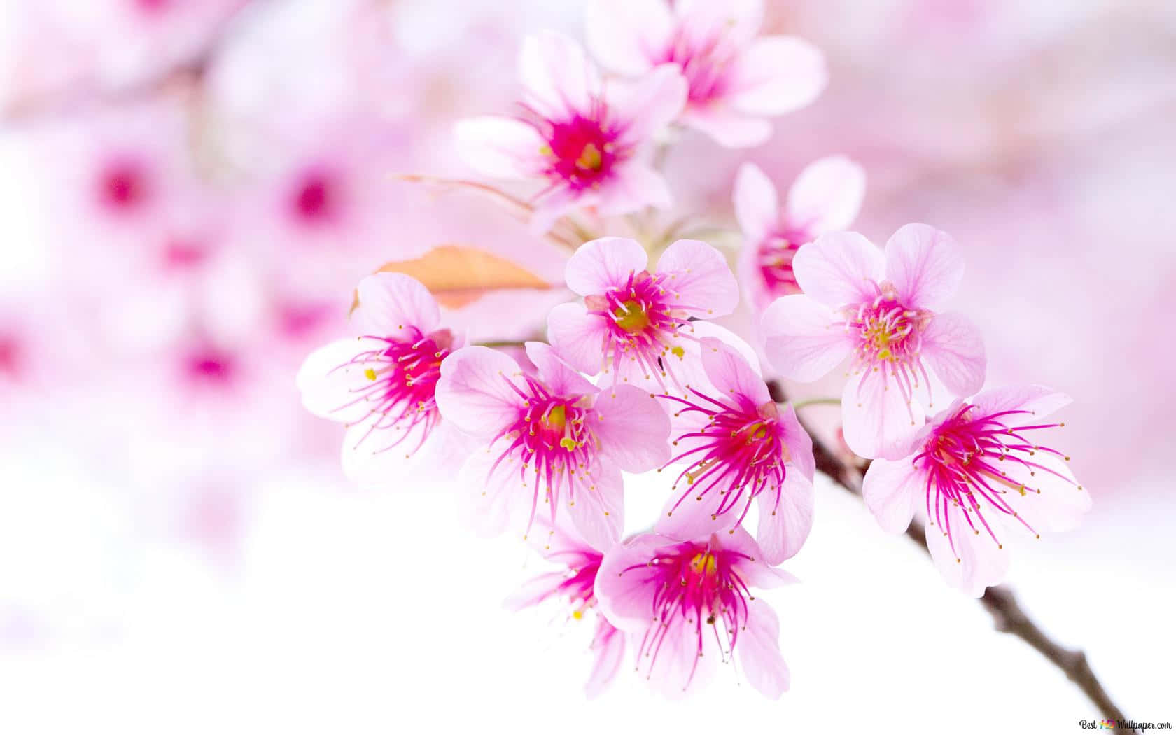 Pink Cherry Blossom Wallpaper