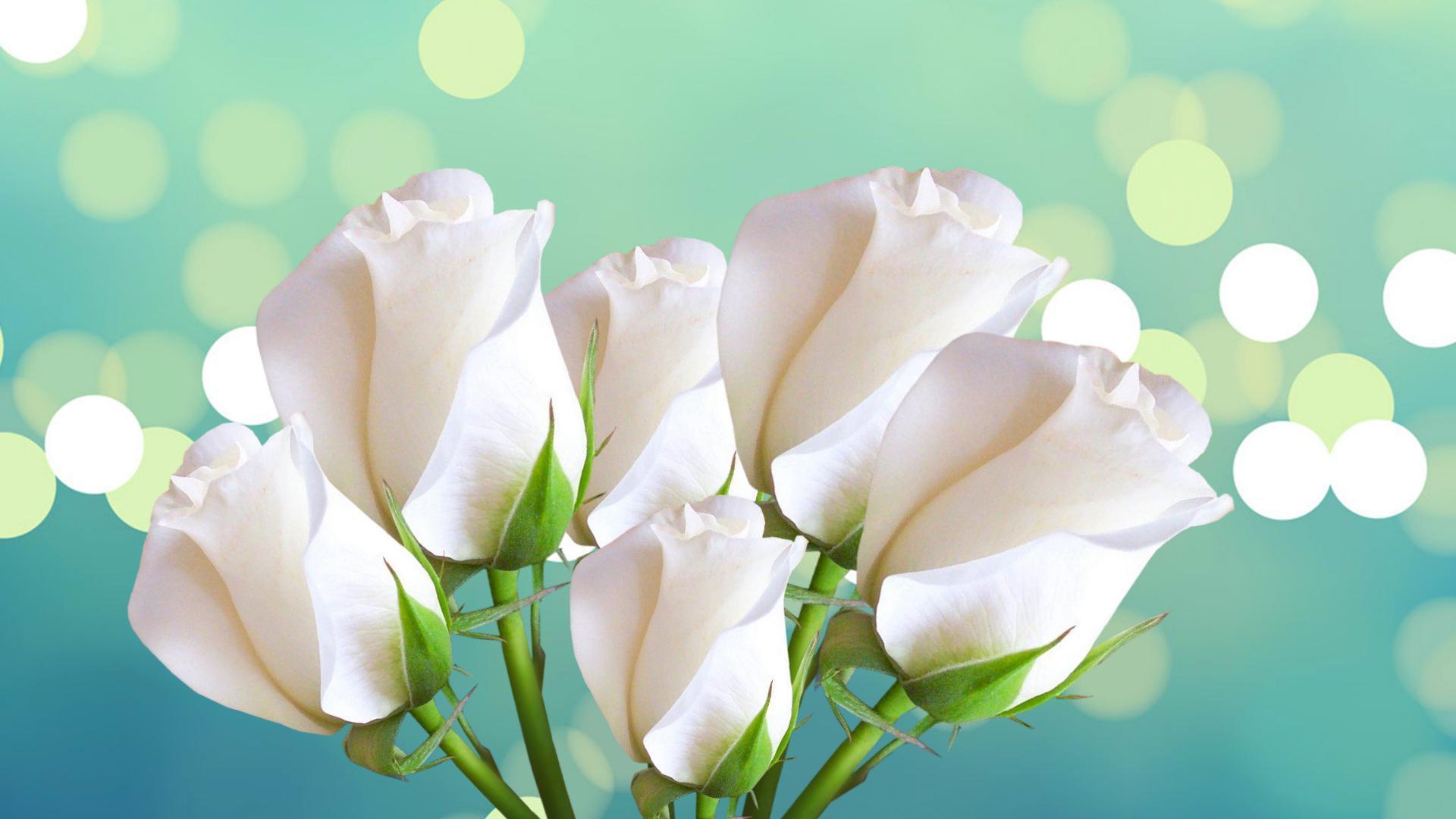 white roses on a blue background for women on March 8 wallpapers