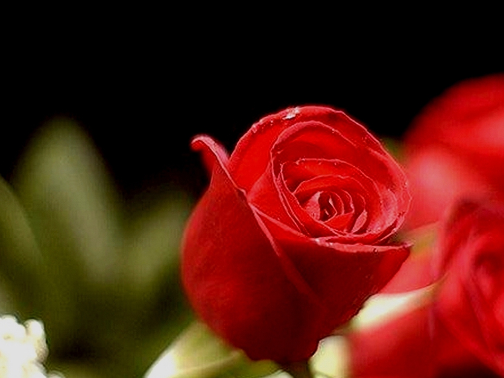 Red Roses Wallpaper HD Wide