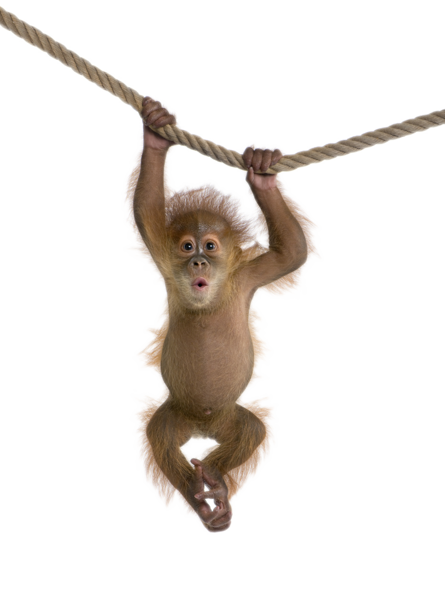 Monkey Png By Captainjackharkness