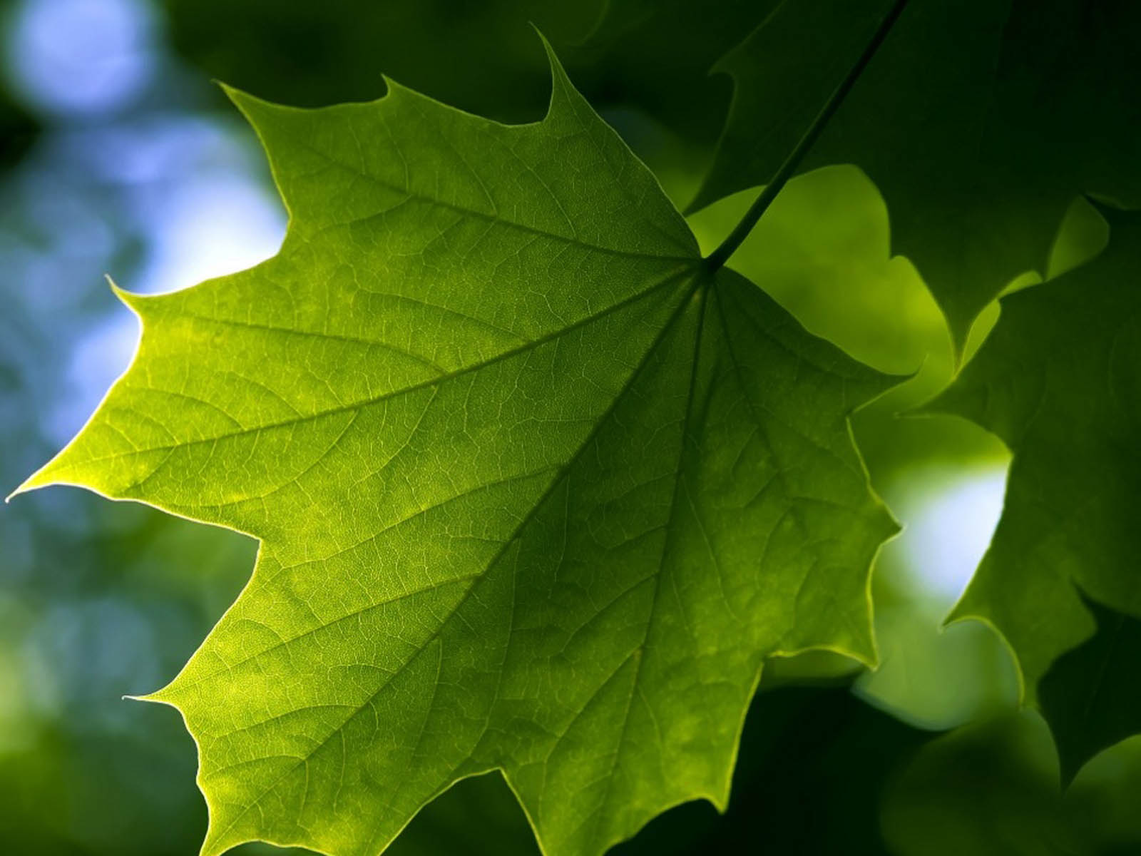 Leaf Wallpaper