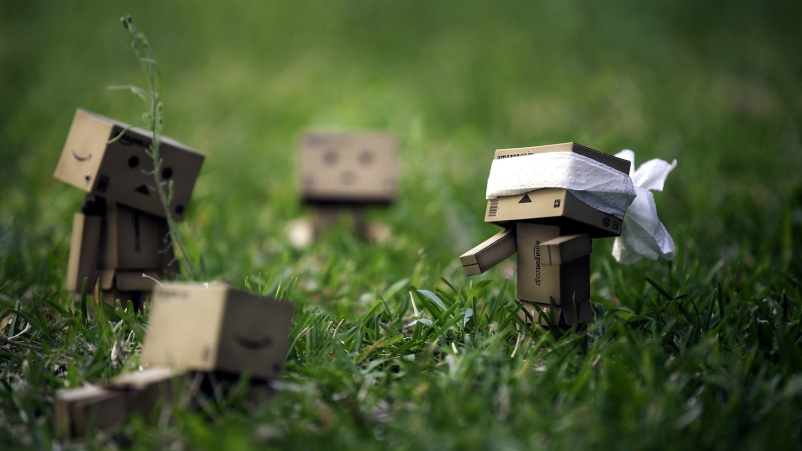 Danbo Wallpaper Of HD On The Grass Car Pictures