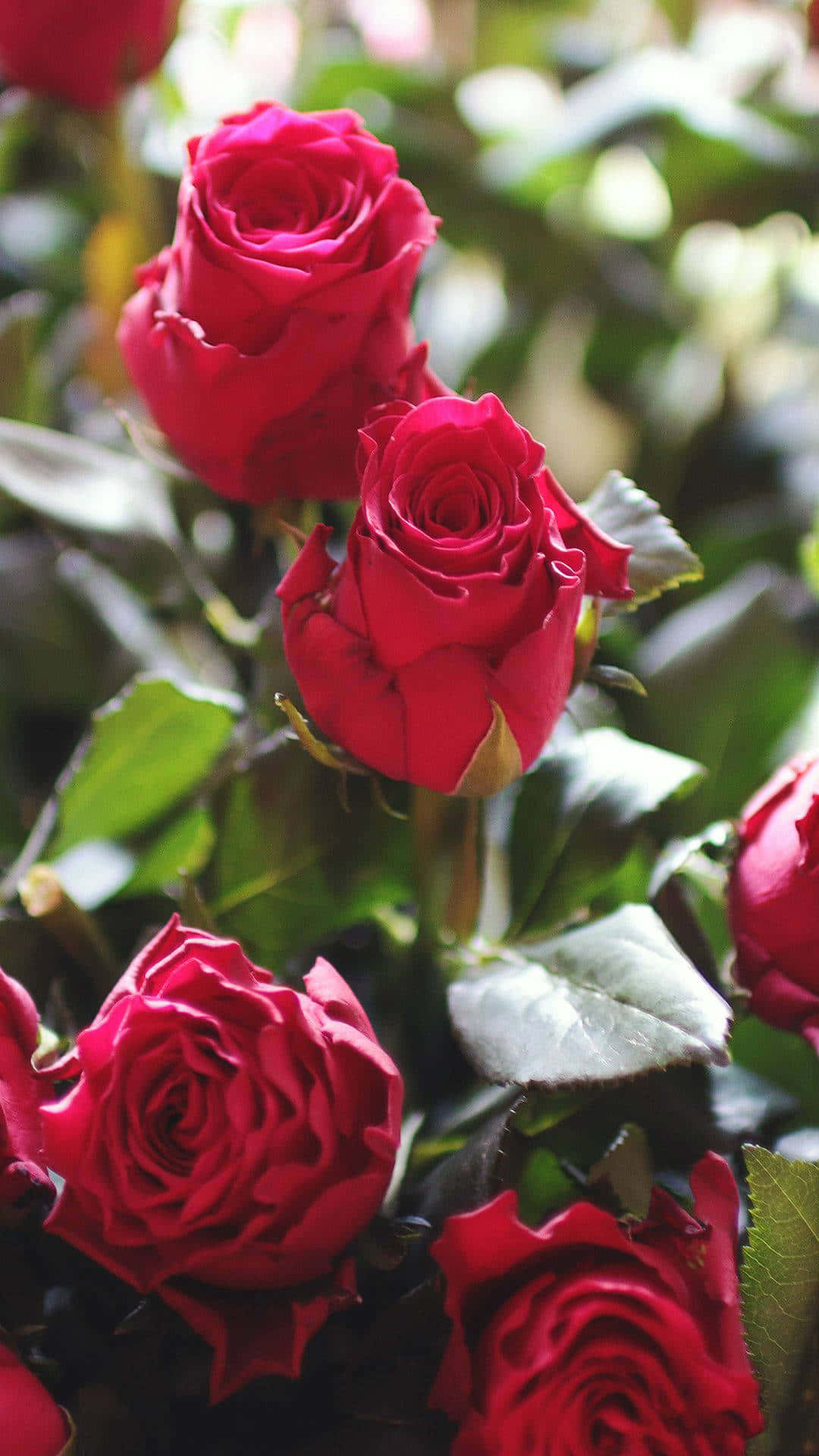 A Close Up Of Deep Red Cute Rose Wallpaper