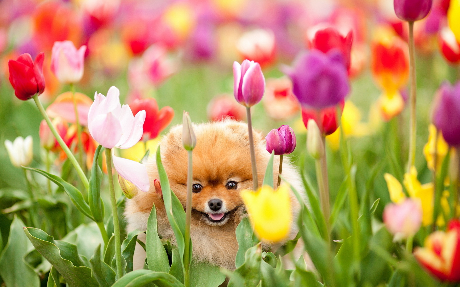 Dog And Tulips Wallpaper Image Pictures Photos