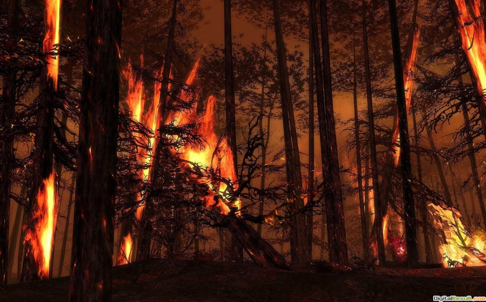 Wallpaper Backgroundforest Burning Trees Flames Fire