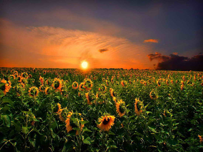 Sunflower Field Wallpaper Sunflowers