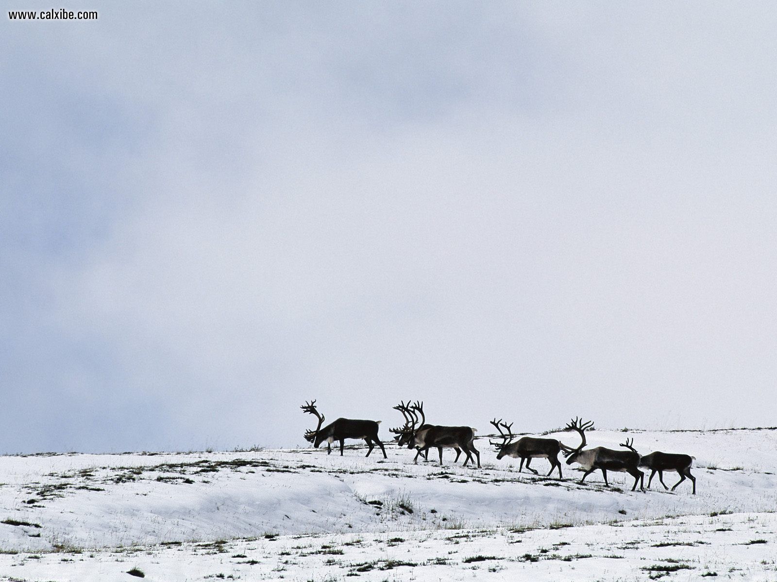 Animals Caribou Bulls Crossing Slope Alaska Picture Nr