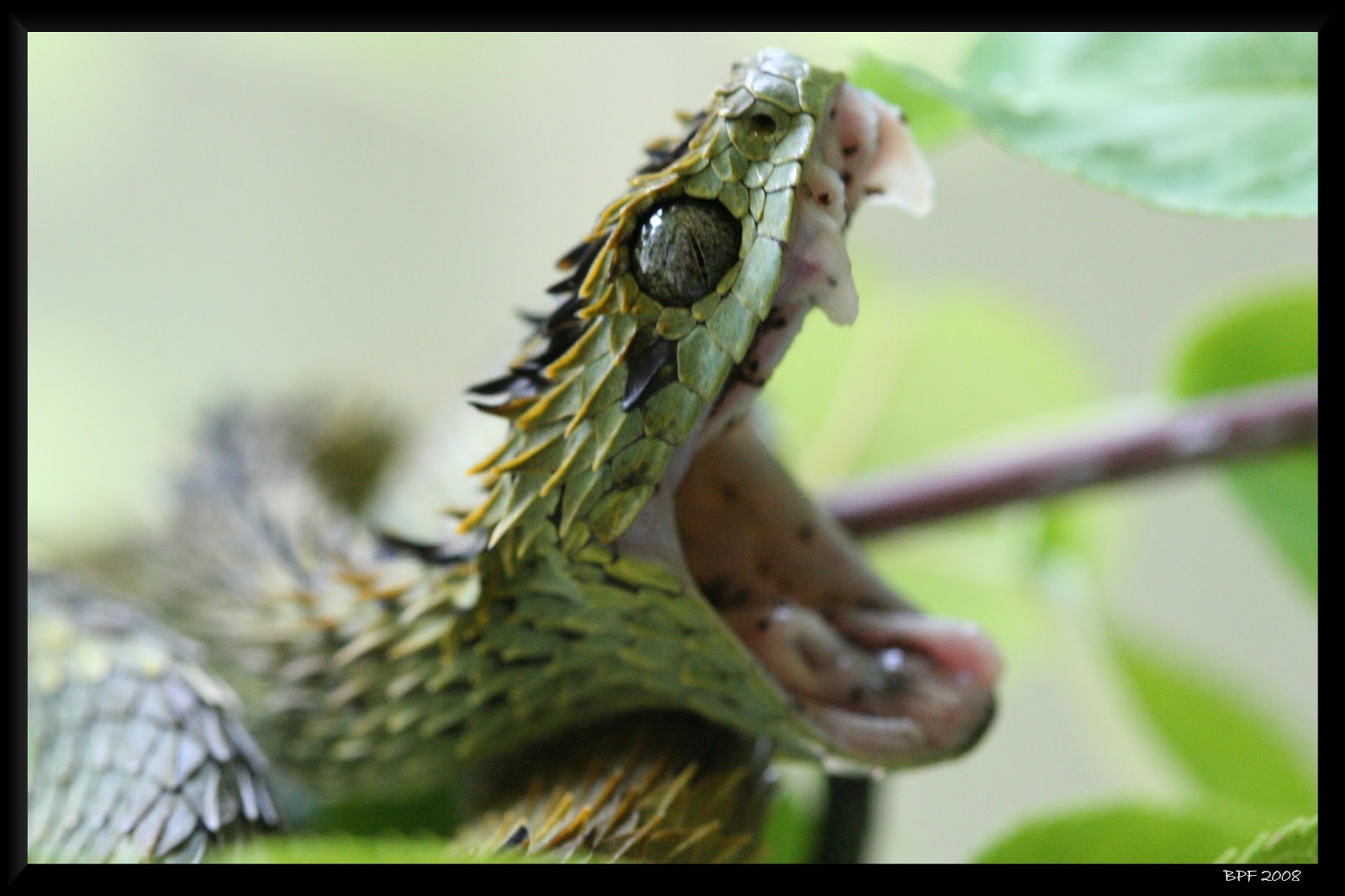 Bush Viper Snake Wallpaper Pictures Photos Image Lustdoctor