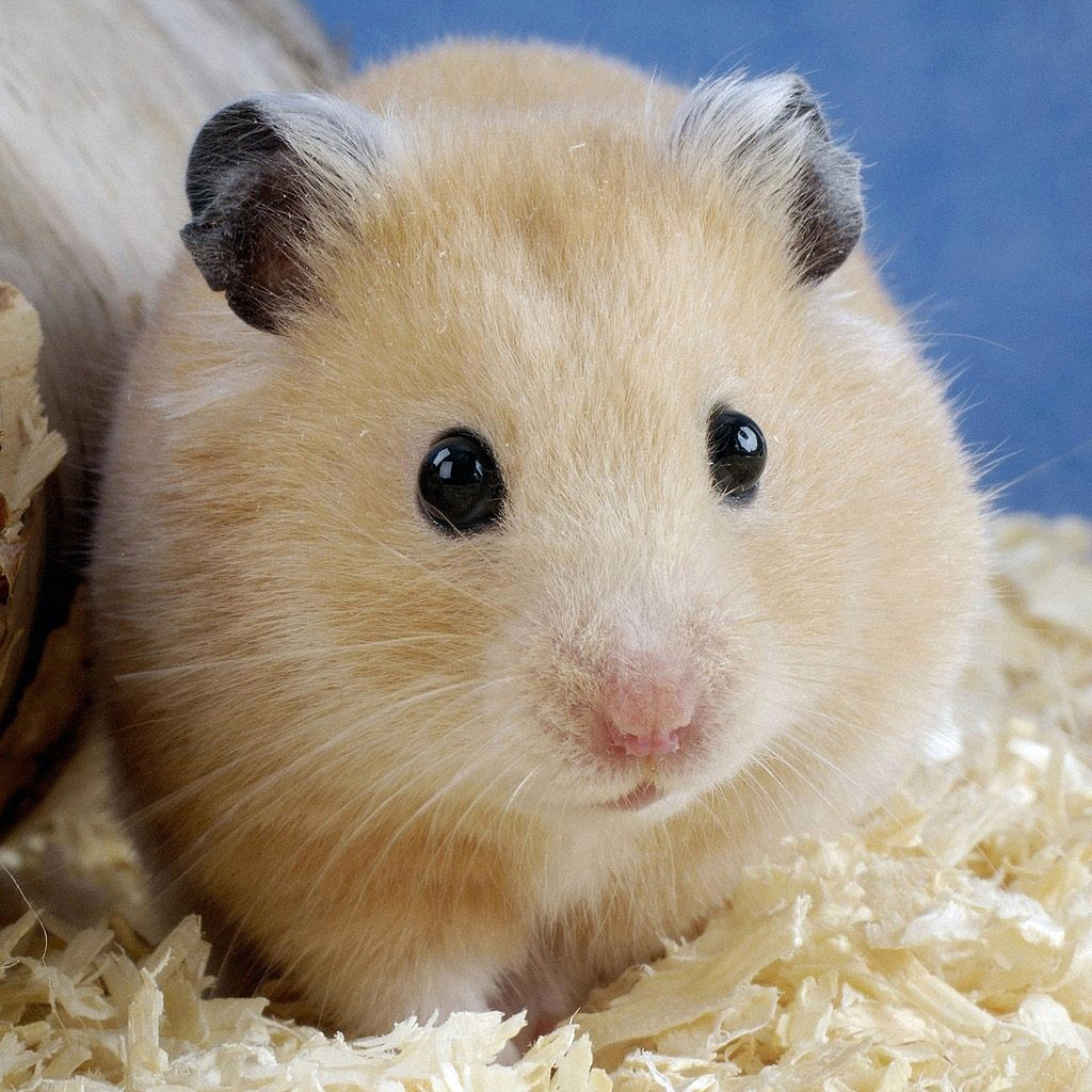 Pics Photos Humor Hamsters Wallpaper Background