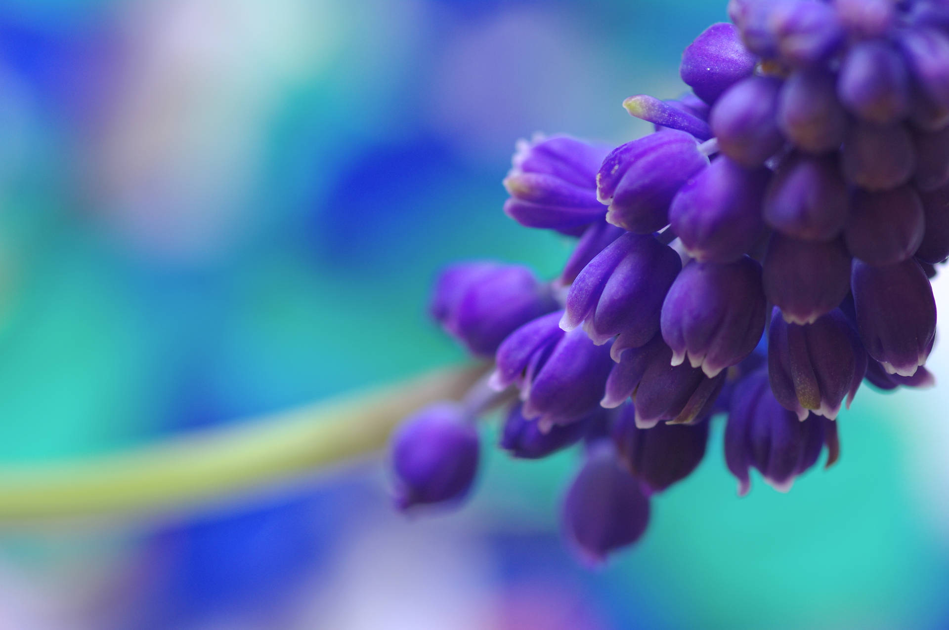 Closeup Of Hyacinth Flower 4alezsidhtkl2whp Wallpaper