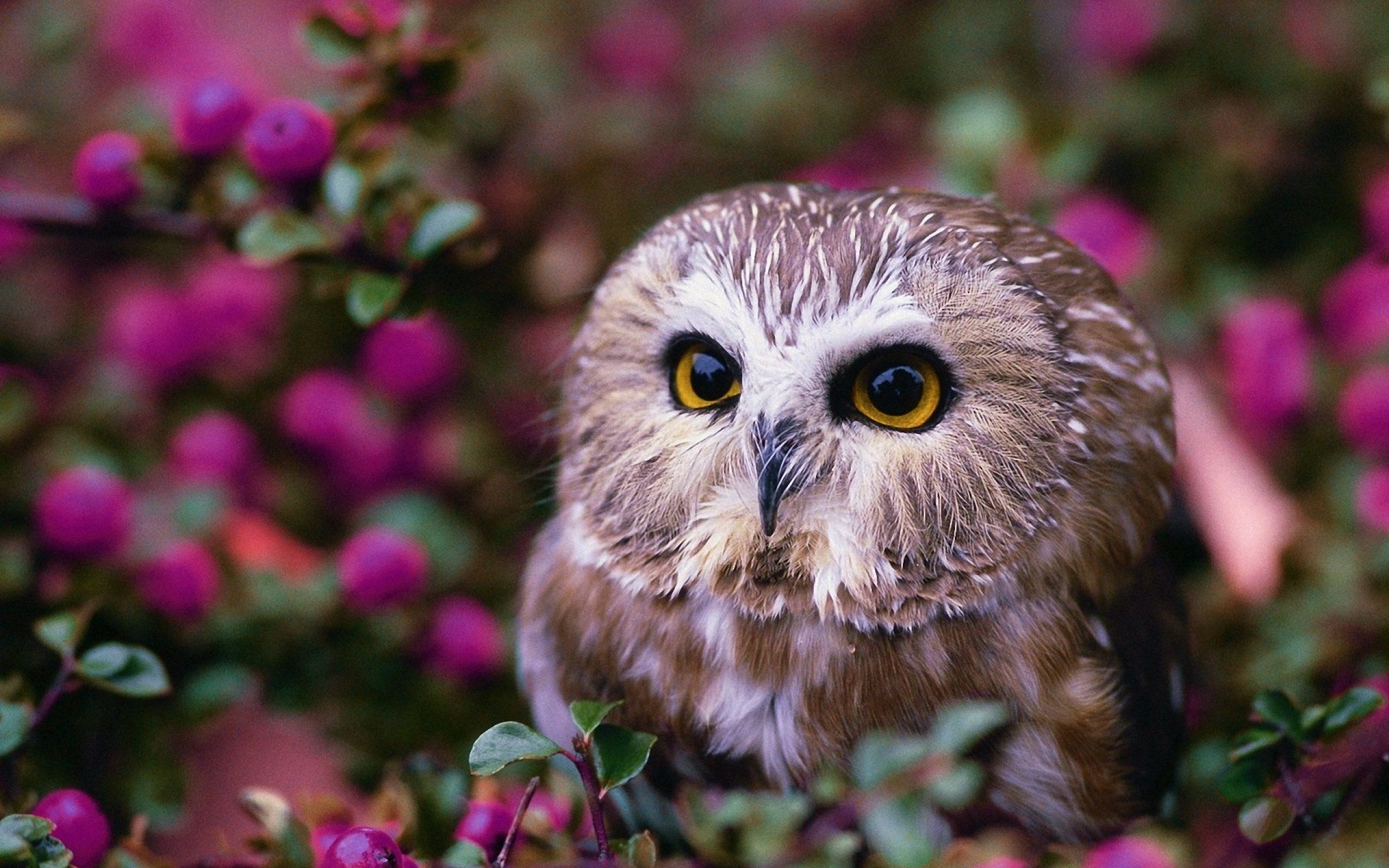 Baby Spring Owl Wallpaper Top Background