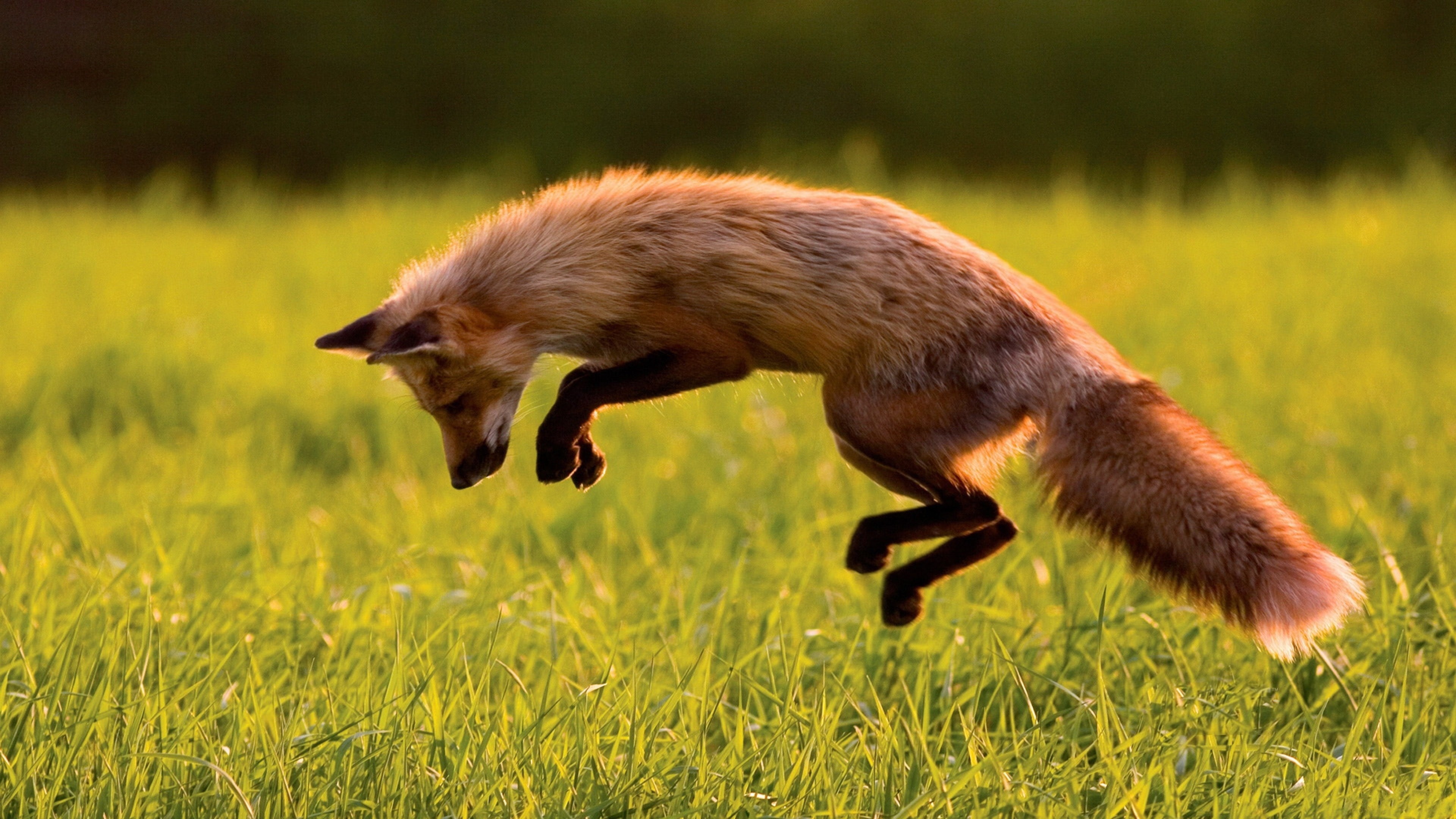 Foxes Animals