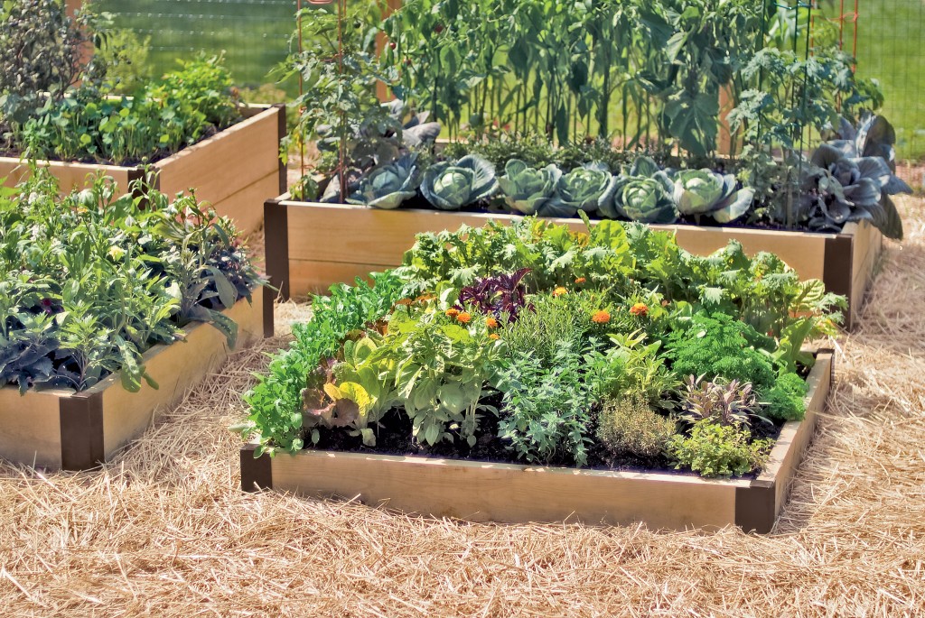 Vegetable Garden Wallpaper Odd