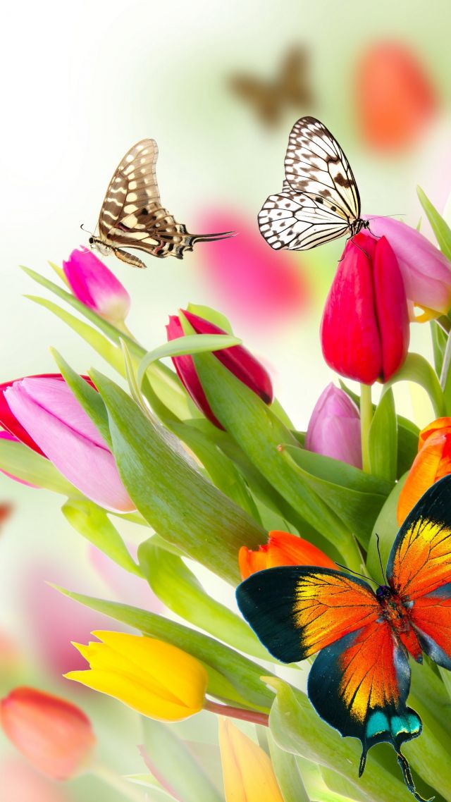 Wallpaper Butterfly Flowers Tulips 4k Nature