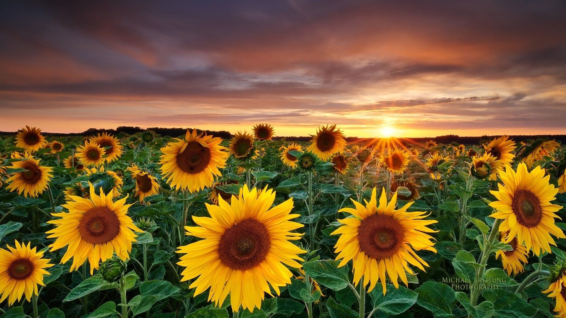 Sunflower And Butterfly Wallpaper