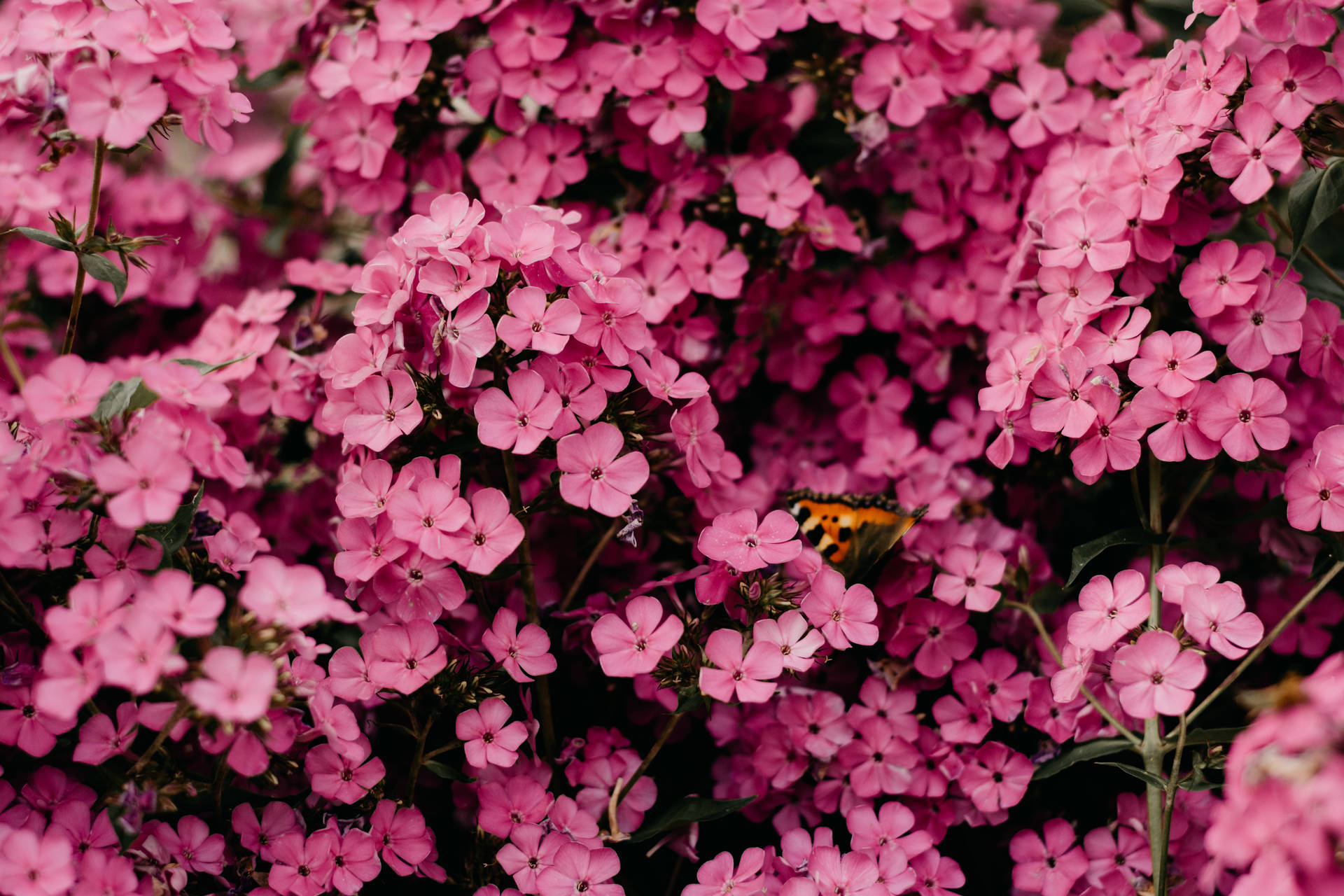 Close-up of a Small Tortoiseshell butterfly resting on a cluster of vibrant pink phlox flowers, filling the frame with a burst of color and natural beauty