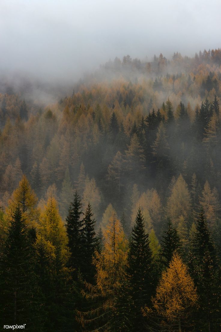 Foggy Woodland Image By Rawpixel Eberhard