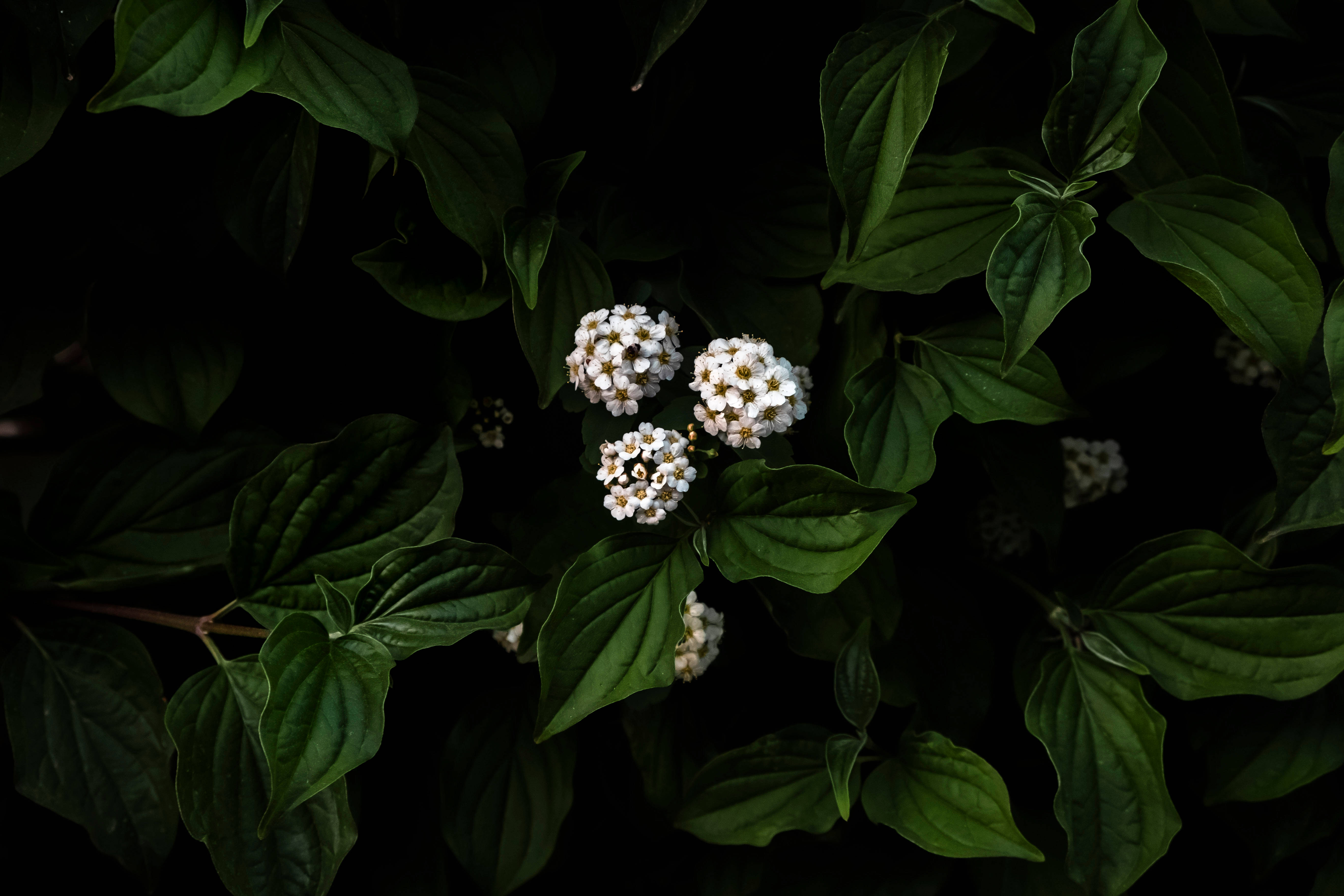 Flowers 4k Small White Wallpaper