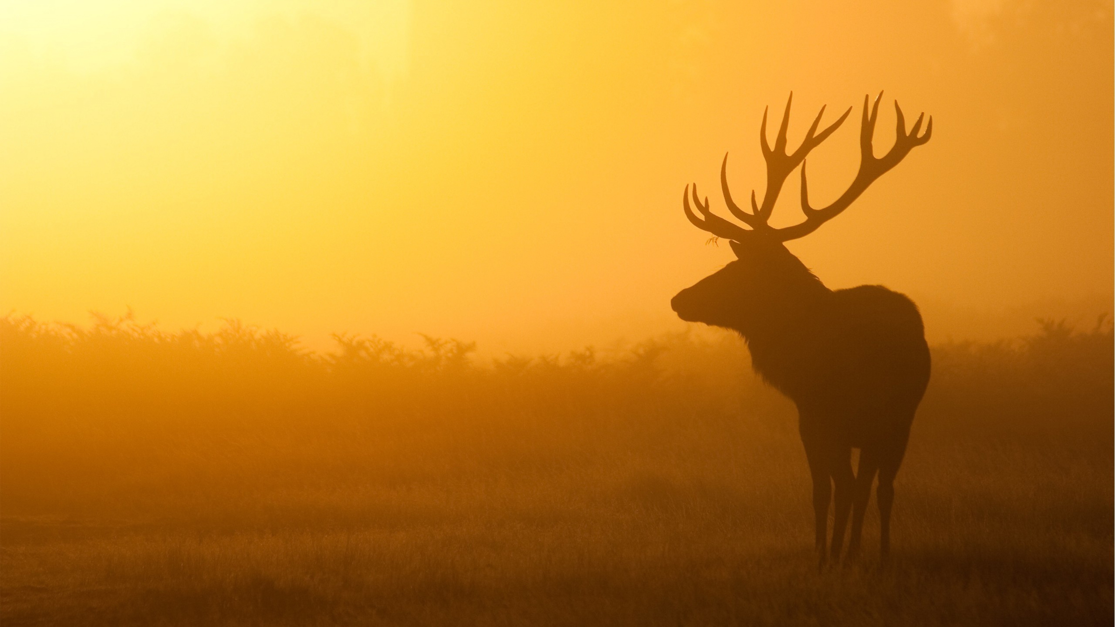 Deer Background Wallpaper