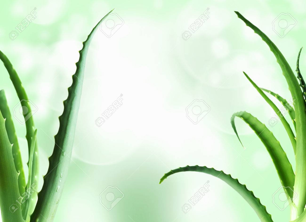 Free download Aloe Vera Leaves Detailed Background Against Green And
