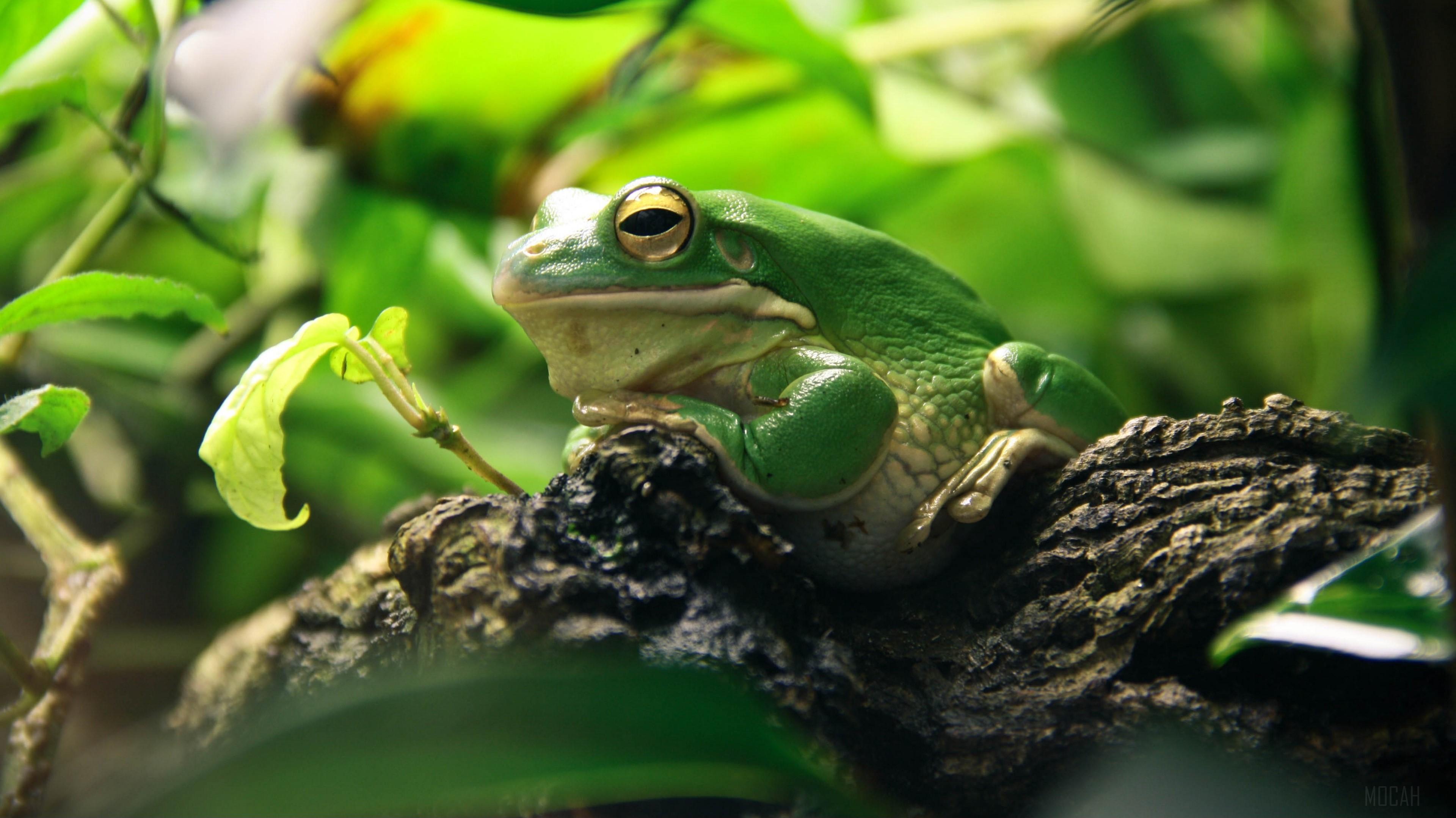 370921 frog leaves shade shelter 4k   Rare Gallery HD Wallpapers