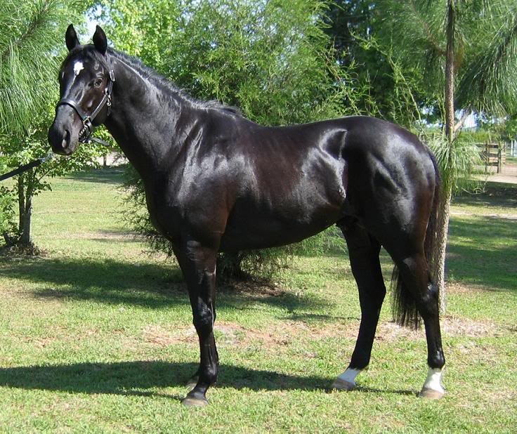 thoroughbred horse thoroughbred horse thoroughbred horse thoroughbred 736x618