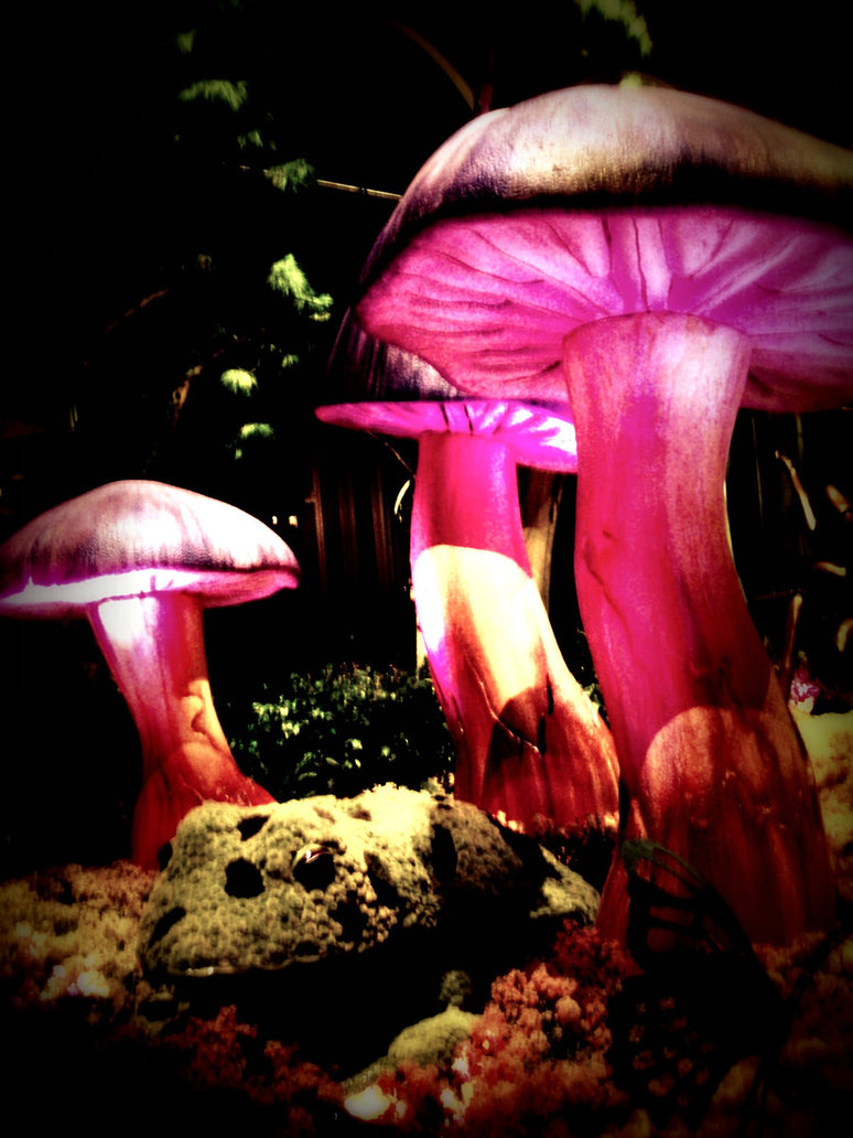 Go Back Images For Magic Mushrooms Wallpaper