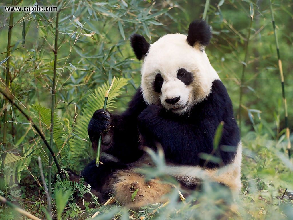 Animals Wildlife Giant Panda picture nr 10420