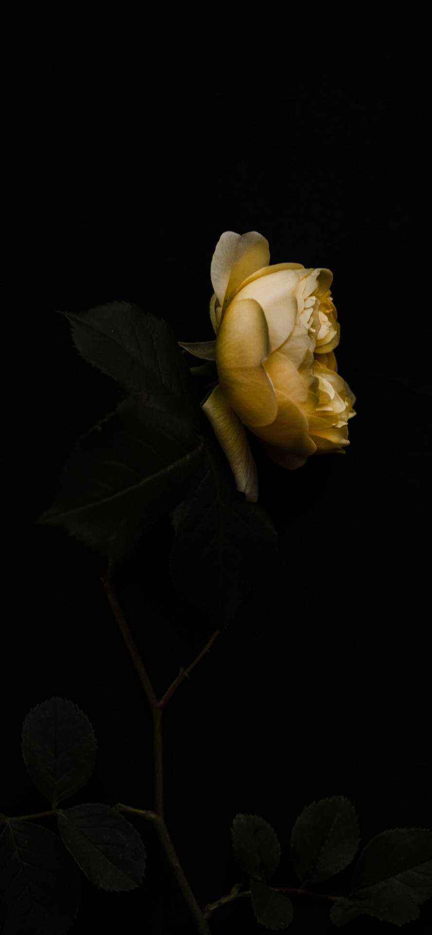 White Flower iPhone Wallpaper