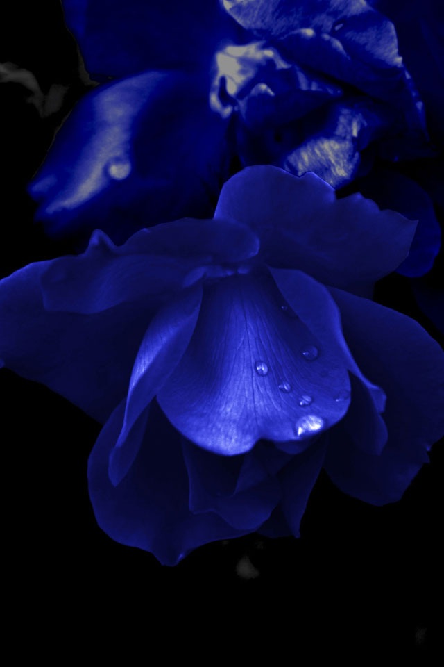 Dark Blue Flowers Sn05 iPhone Wallpaper Background And Themes