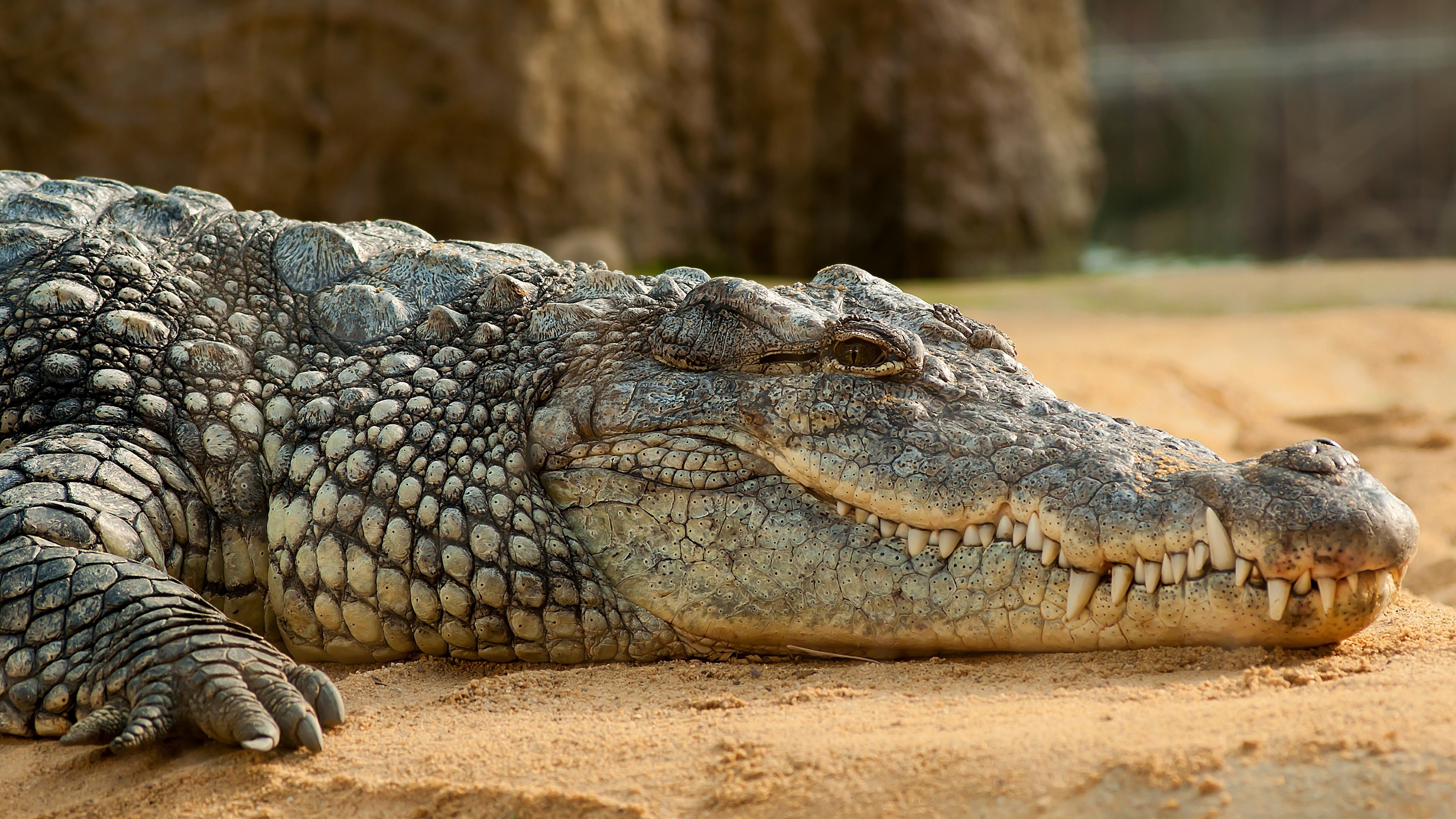 Nile Crocodile HD Wallpaper 4k