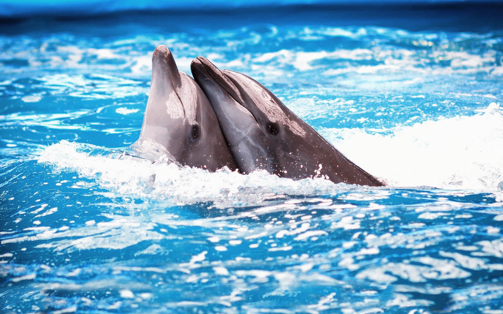Dolphin Wallpaper With Two Dolphins In The Swimming Pool Jpg