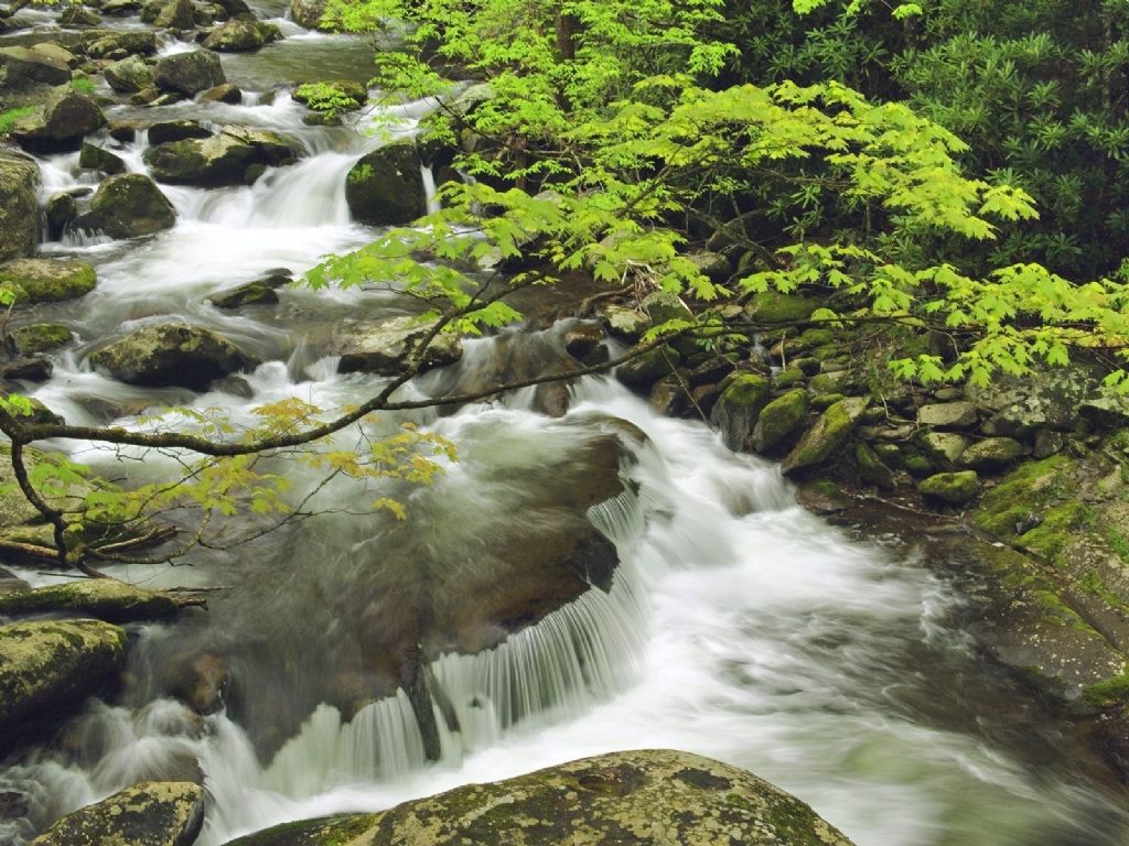 Nature Mountain Stream In Spring Great Smoky Mountains National Pa