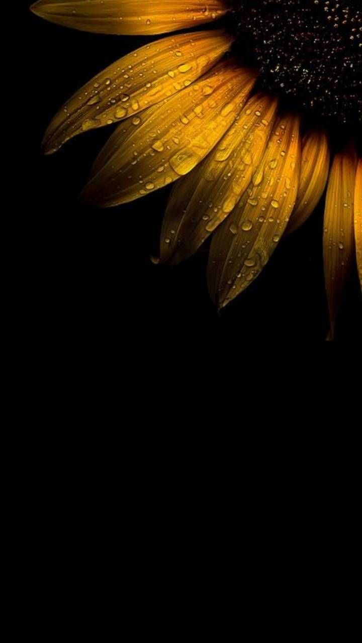 Sunflower Wallpaper By Odysseon
