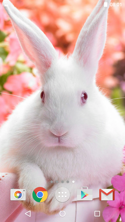 Cute Animals Live Wallpaper Android Apps On Google Play