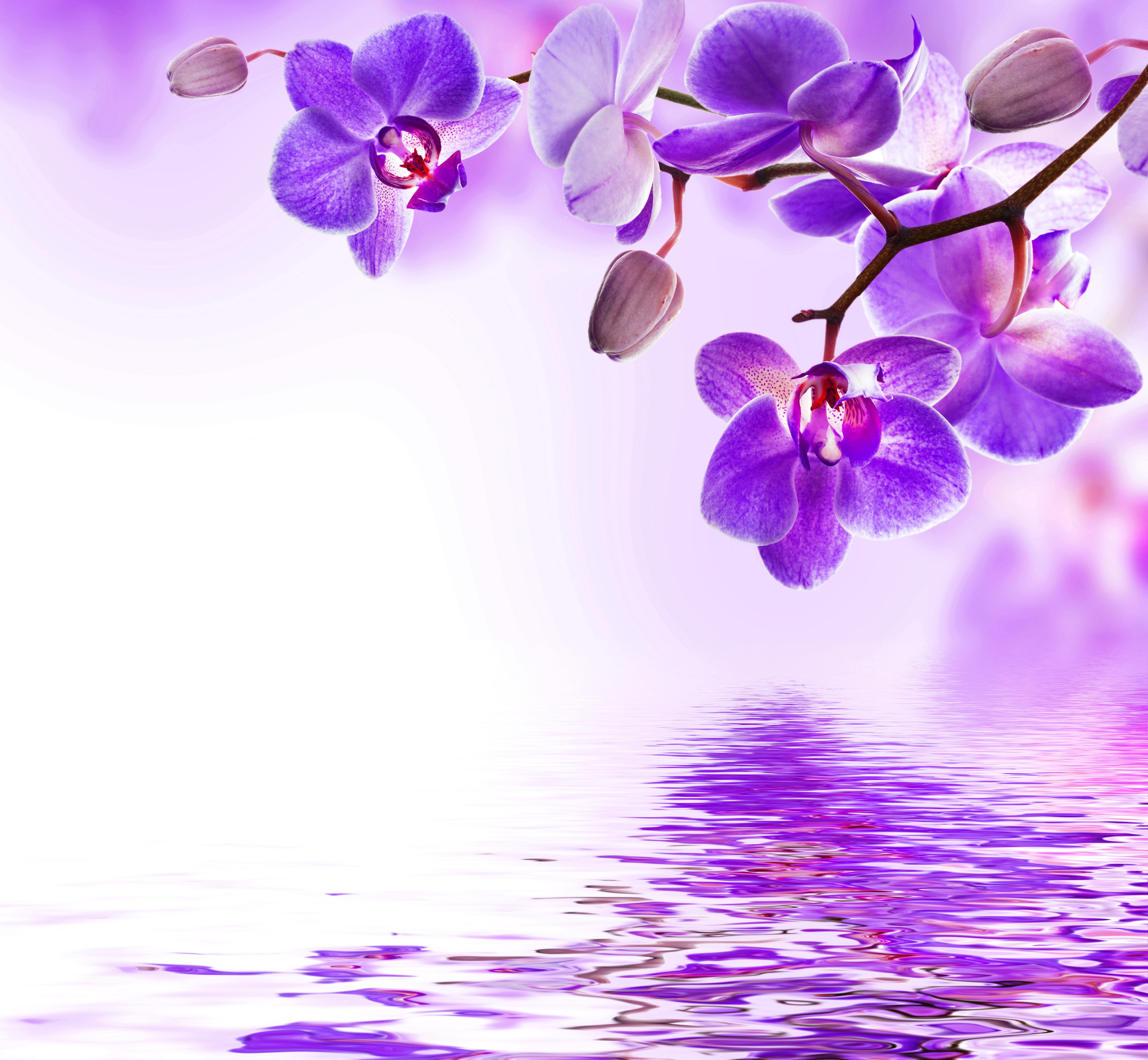 Reflection Flowers Beautiful Orchid Wallpaper