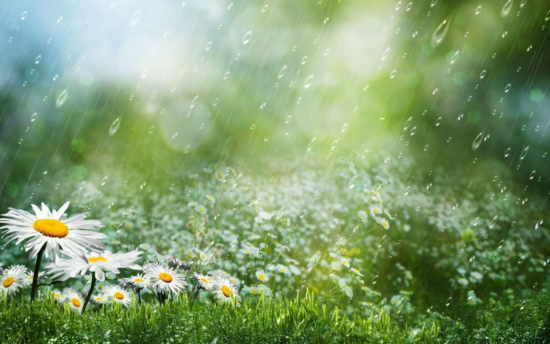 Top Beautiful Rain Wallpaper Full HD 4k To Use