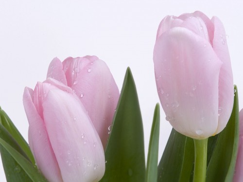 Pink Fresh Tulips Screensaver Screensavers