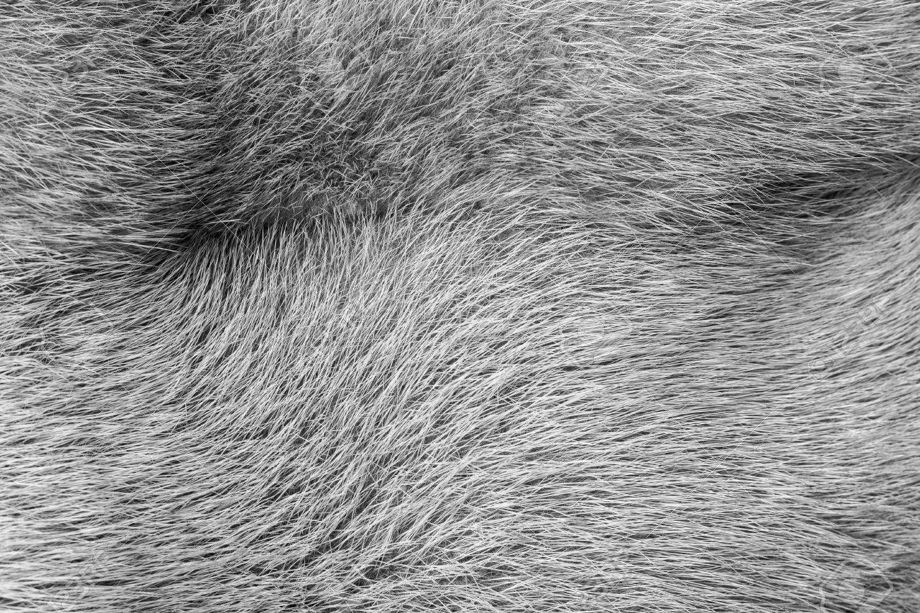 Soft And Fluffy Gray Fur For The Abstract Textured Background
