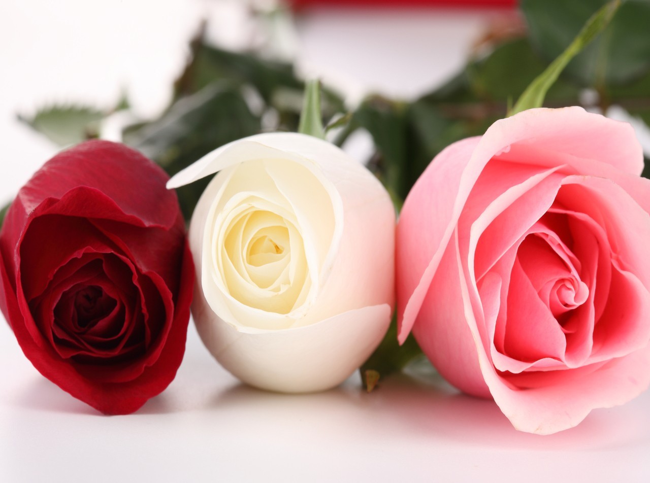 Flowers Pictures Wallpaper Red Roses
