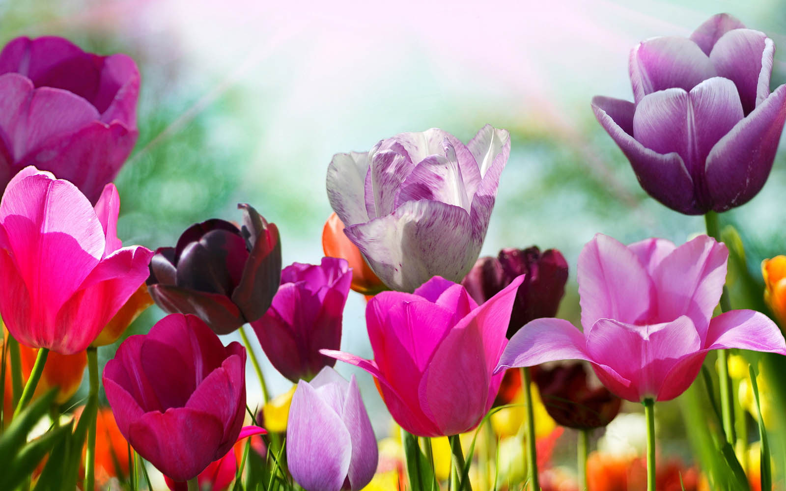 Wallpaper Purple Tulips Flowers