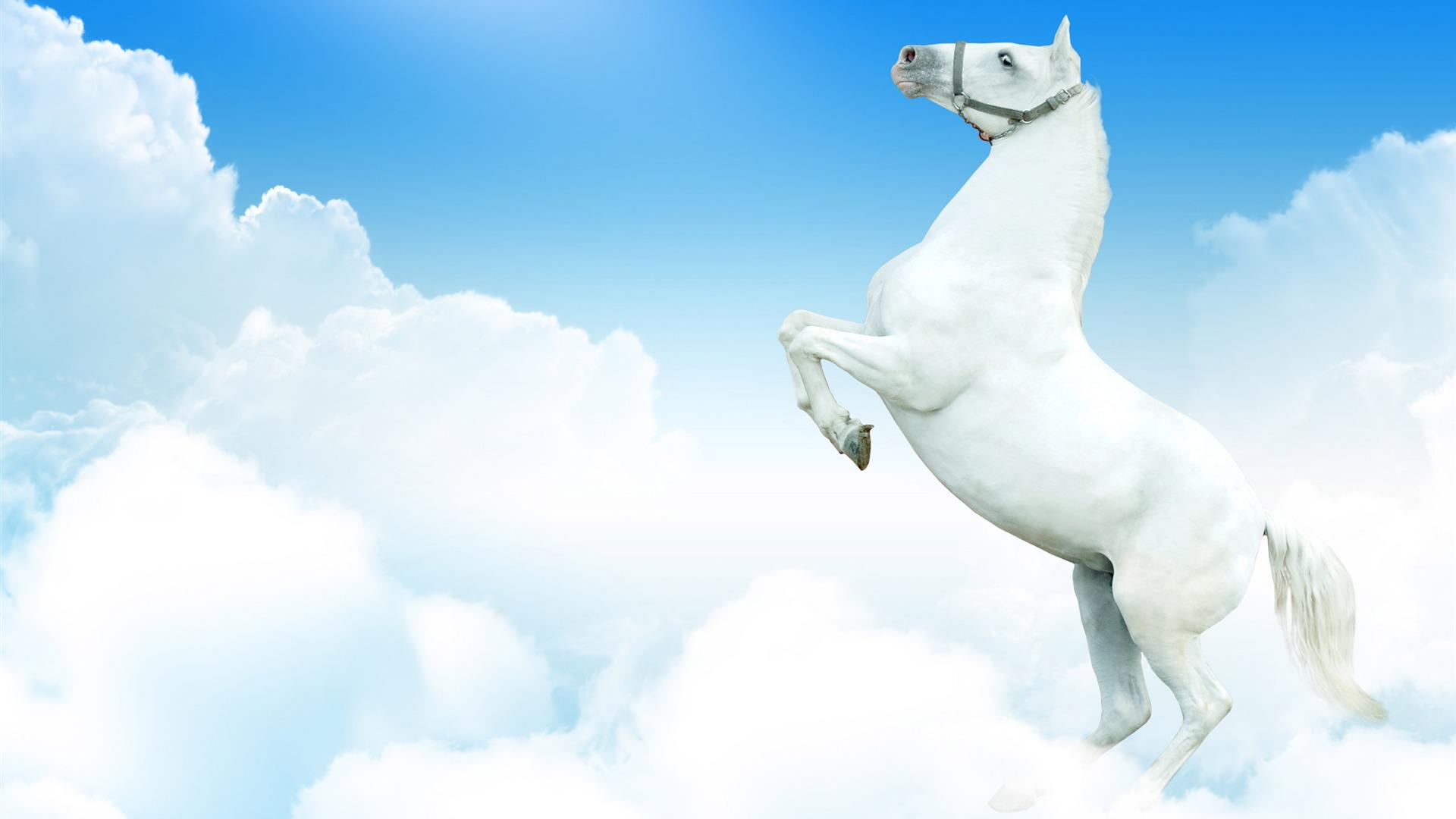 White Horse Wallpaper Pictures Image